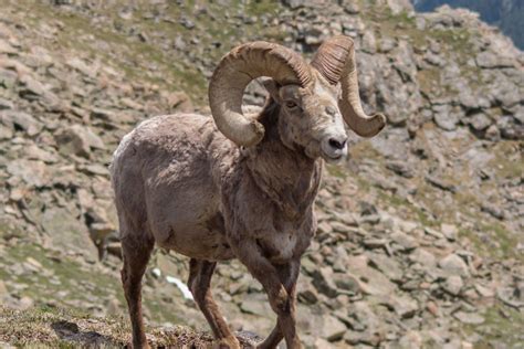 Top 115 What Does A Ram Animal Look Like