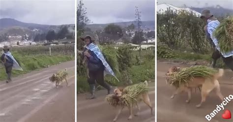 Perrito ayuda a su dueño a llevar la cosecha y se roba el corazón de