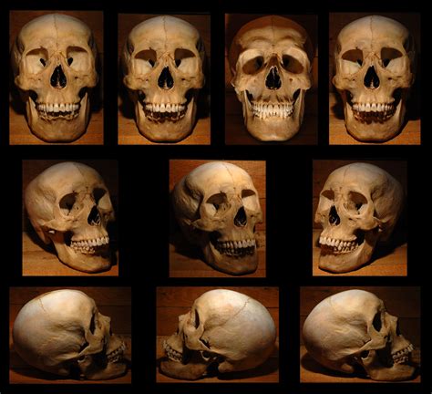 More Skulls Skull Reference Skull Real Human Skull