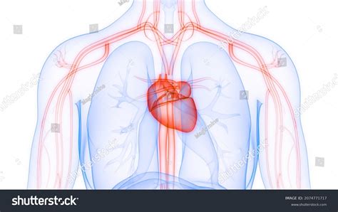 Human Circulatory System Heart Anatomy D Stock Illustration Shutterstock