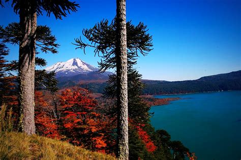 Volcano Chile Forest Lake Fall Snowy Peak Trees Monkey Puzzle