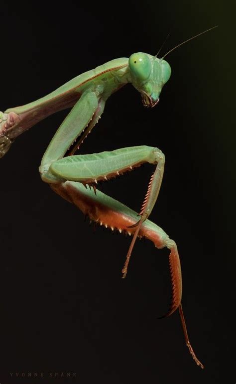 The Elegance Of A Praying Mantis Praying Mantis Macro Photography