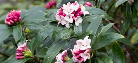 Fragrant Plants For Containers My Garden Life