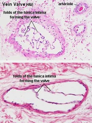 Artery And Vein Under Microscope Micropedia