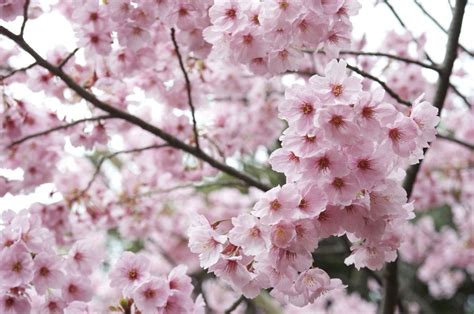 Para Los Amantes Del Jardín Hoy Escribiré Sobre El Cerezo Japonés