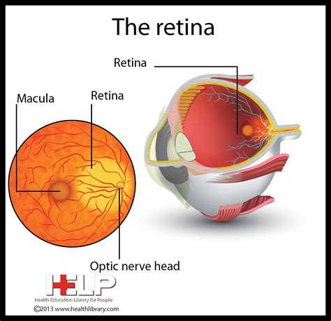 Retina Optometría Salud Retina