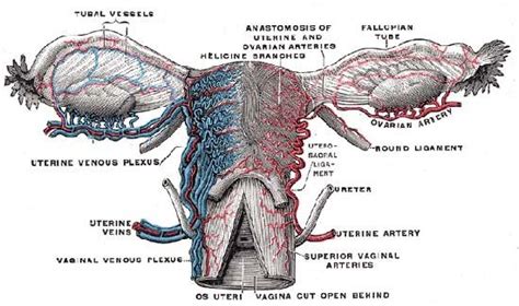 Fallopian Tube Anatomy And Function Britannica