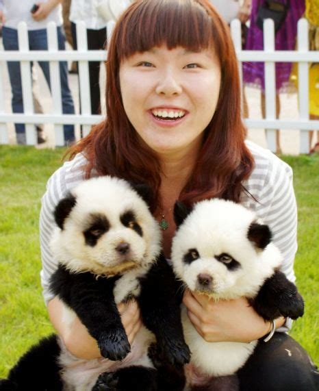 Panda Dogs In China Chow Chow Dogs Are Dyed To Look Like