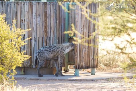 The Ultimate Guide To Mabuasehube Kalahari Camping In Botswana