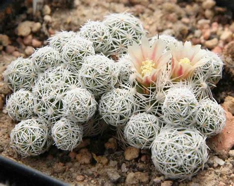 Mammillaria Gracilis 【 El Cactus En Forma De Bolitas