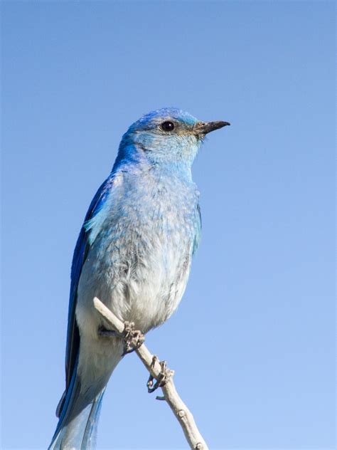 Slowing Down On The Bluebird Trail By Drew Weber Nemesis Bird