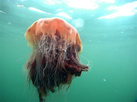 With tentacles up to 120 feet long, some individuals even rival in size the blue whale, the largest animal in. Species in the news in 2014 - Wild Ireland Tour