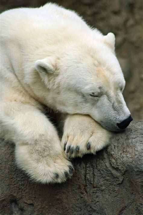 Polar Bear Sleeping Stock Photo Image Of Grass White 12016446
