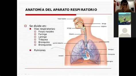 Anatomia Pulmonar Youtube