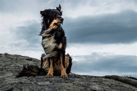 Dog Majestic Wind Stone Animal Wallpaper Background