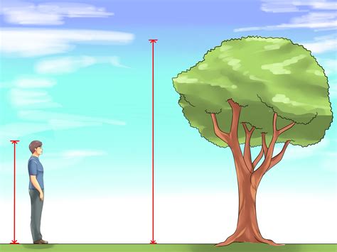 formas de medir la altura de un árbol wikiHow