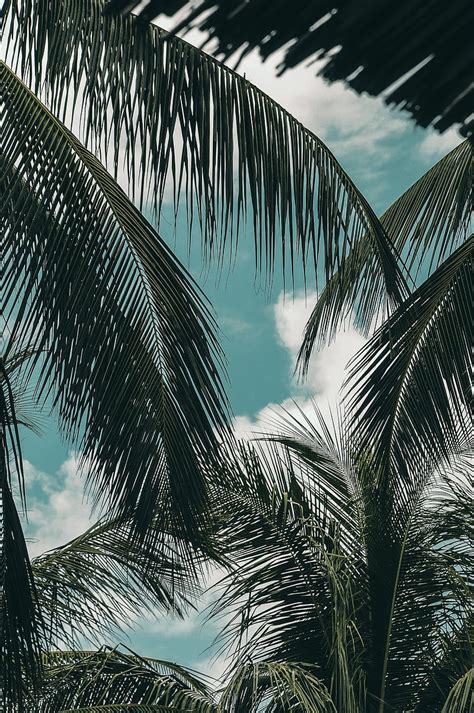 Palm Branches Sky Clouds Green Tropics Hd Phone Wallpaper Peakpx