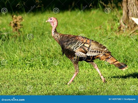 Wild Turkey Walking Across Field Stock Photography Image 14297582