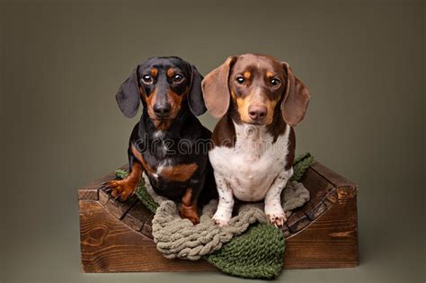 Two Dachshunds In A Studio Stock Photo Image Of Pair 238003340