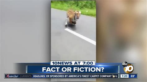 Video Shows Tiger Chasing Motorcycle