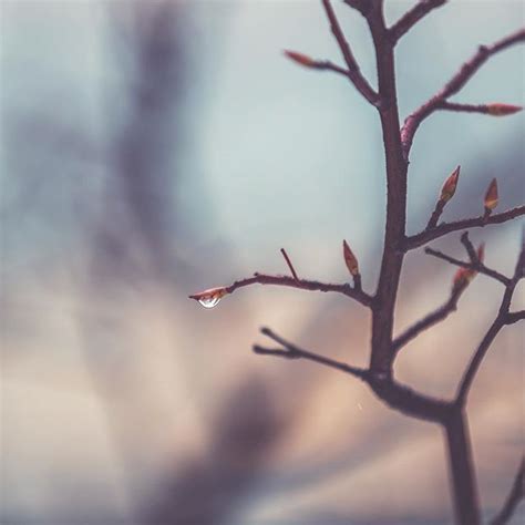 A Small Tree Branch With Water Drops On Its Leaves And Sky In The