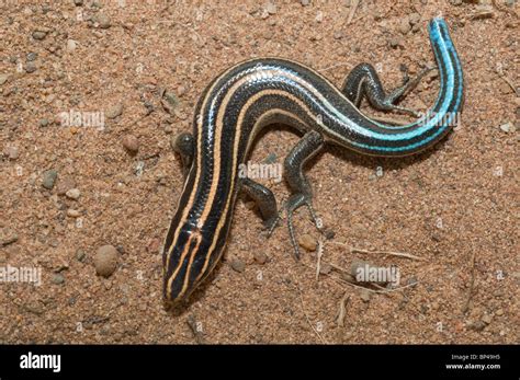 Juvenile American Five Lined Skink Eumeces Fasciatus Native To The