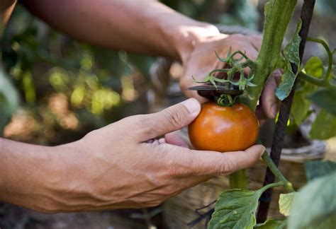 What Is The Best Way To Prune Tomato Plants Kellogg