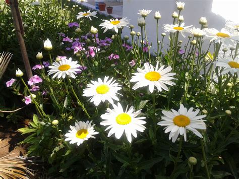 Daisies Beautiful Blooms Different Kinds Of Flowers Daisy