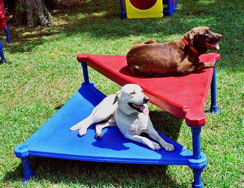 Dog Playground Dog Daycare Dog Backyard