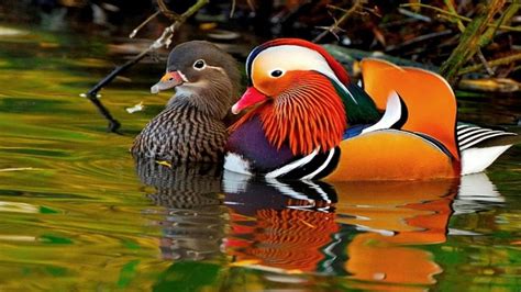 Interesting Mandarin Duck Facts The Mandarin Duck Aix Galericulata