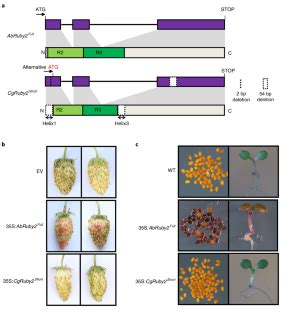 Subfunctionalization Of The Ruby Ruby Gene Cluster During The