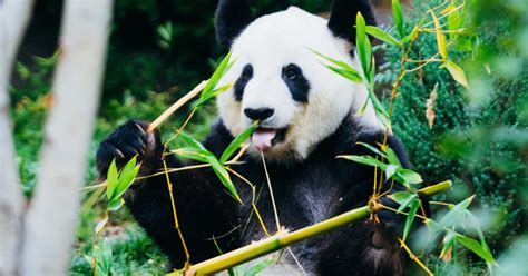 Panda Velká Už Není Ohrožená Vyhlásila Čína