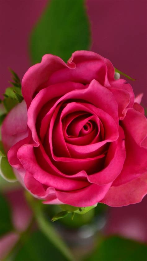 Find stunning rose wallpapers in hd and 4k quality for your phone or desktop. Wallpaper rose, 4k, HD wallpaper, pink, spring, flower ...