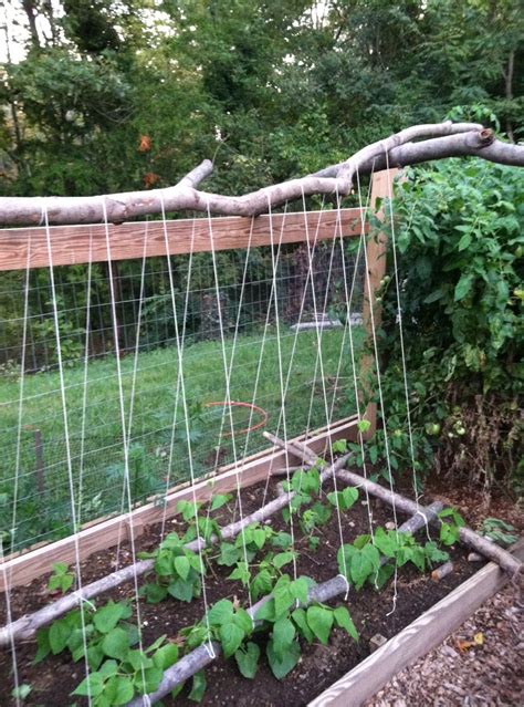 Pole beans wind themselves around poles so they will need a bit more support than a twine trellis can handle. Tripod Green Bean Trellis | Bahçecilik, Bahçe