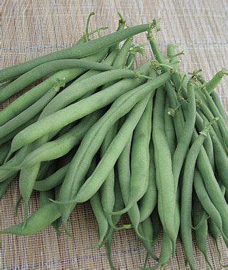 Brittle, meaty, juicy and entirely stringless. Burpees Stringless Green Pod Bean Seeds and Plants ...