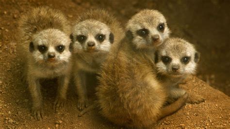 Desktop Wallpaper Meerkats Animal Baby Animals 4k Hd Image Picture