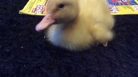 Pekin Duckling By Itself Youtube