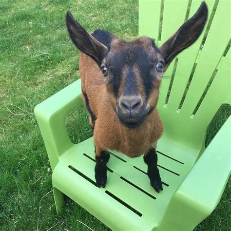 Instagram Photo By Puget Sound Goat Rescue May 28 2016 At 425am Utc