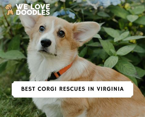 4 Best Corgi Rescues In Virginia 2022 We Love Doodles