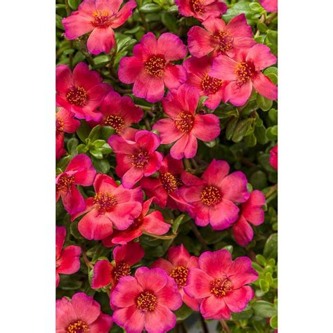 Proven Winners Sweet Tooth Candy Cane Zinnia Live Plant Red Flowers