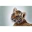 Cute Tiger Cub Wallpapers  HD ID 10330