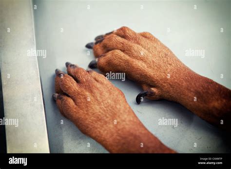 Paws Of A Doberman Stock Photo Alamy