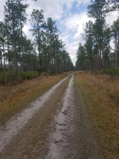 Best Dirt Road So Far In South Georgia Gravelcycling