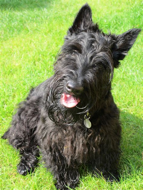 Scottish Terrier Breed Guide Learn About The Scottish Terrier