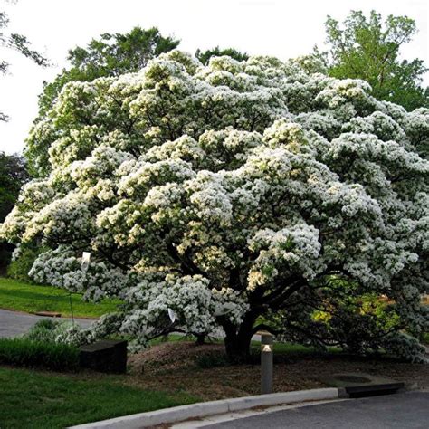 Buy White Fringe Tree Chionanthus Virginicus 5 Seeds