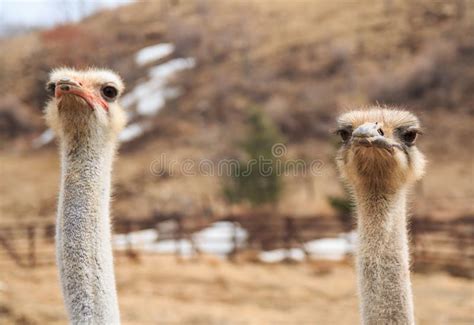Facial Expression Two Ostrich Farm Photos Free And Royalty Free Stock