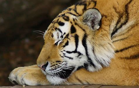 Sleepy Tiger Tigers At The Yorkshire Wildlife Park On The Flickr