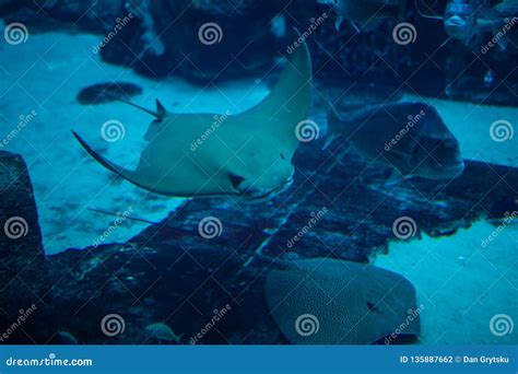 Huge Manta Ray Fish Flying Underwater Among Other Fish In Oceanarium