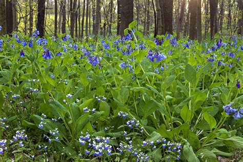 Blue Eyed Mary And Bluebells Looking Over The Flowers And Flickr
