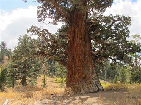 A Visit To The Oldest Juniper Tree In America Kcrw